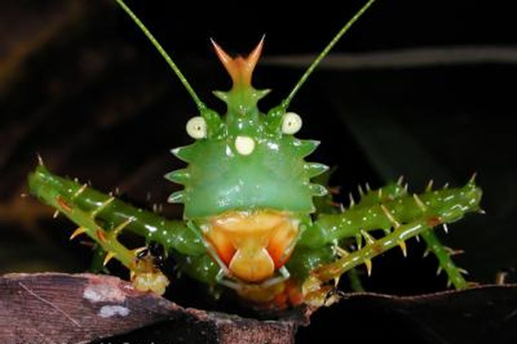 20110520102317katydid.jpg