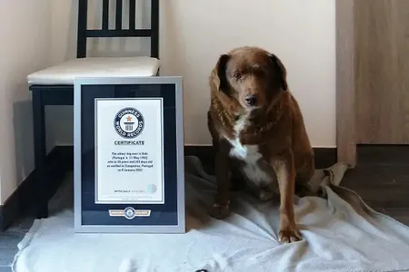 Before his death, Bobi held two world records: the oldest living dog and the oldest dog ever.