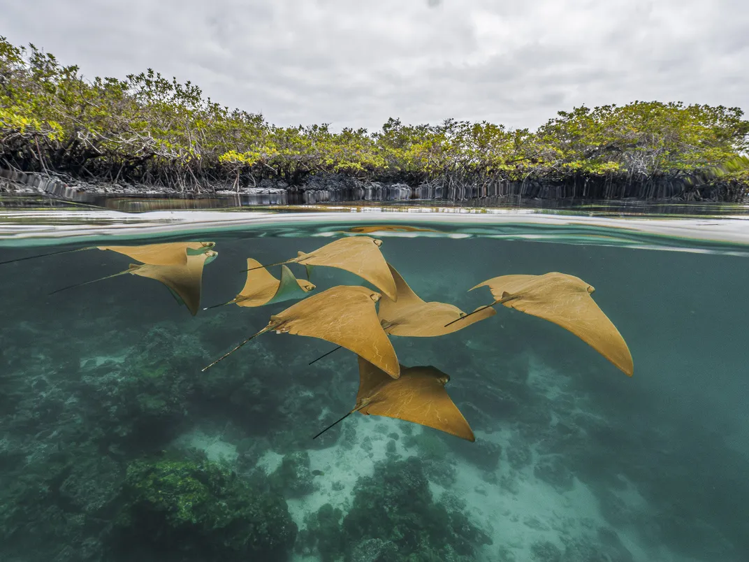 a group of golden rays under the surface of the water, with the tree-lined shore landscape visible above