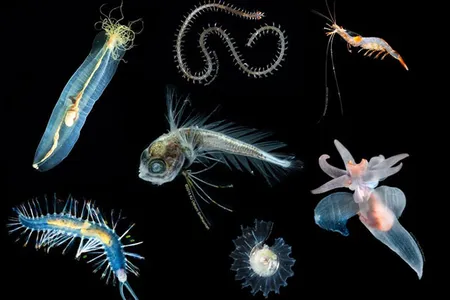 Composite photo of seven different colorful and partially transparent deep-sea animals on black background