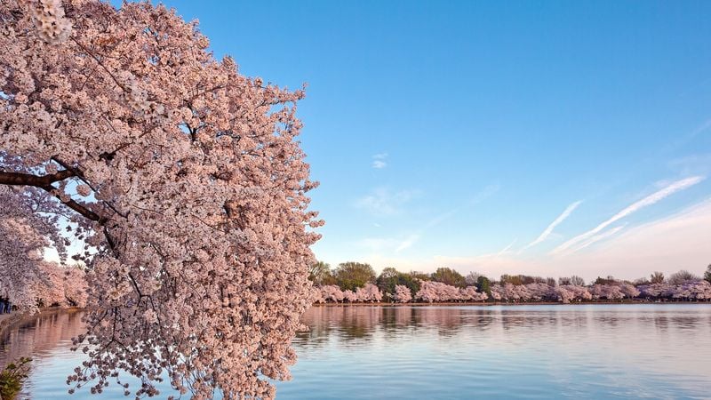 Tracing Japan's Cherry Blossom Peak Across the Country