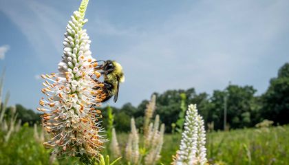 Can the Endangered Rusty Patched Bumblebee Survive?