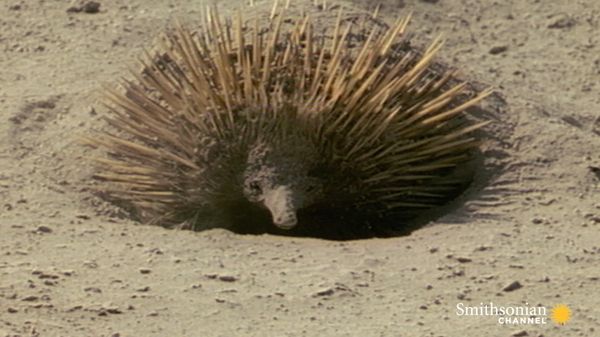 Preview thumbnail for Meet the Echidna, an Incredible, Fire-Proof Spiny Anteater