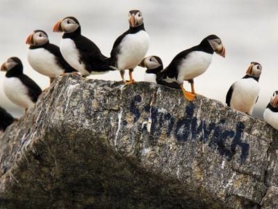 Puffins on Eastern Egg Rock