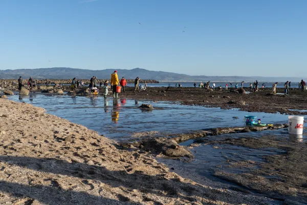 Gathering Food at Low Tide thumbnail