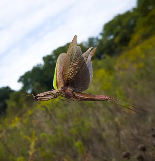 Flight of the Wild Mantis thumbnail