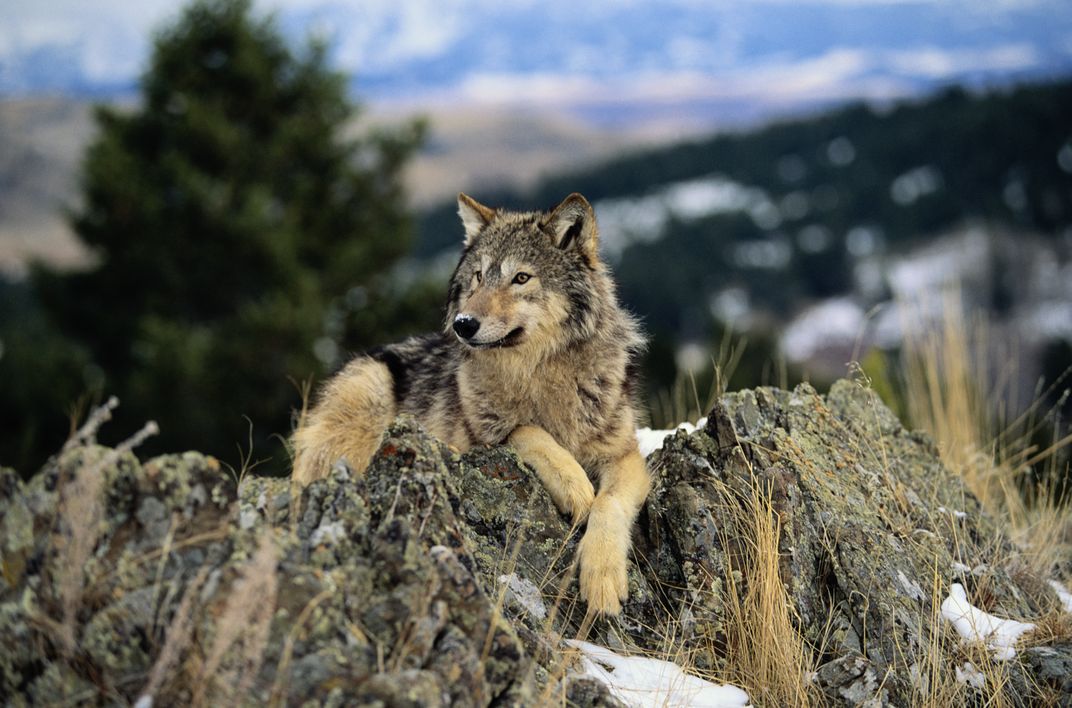 Gray Wolf 