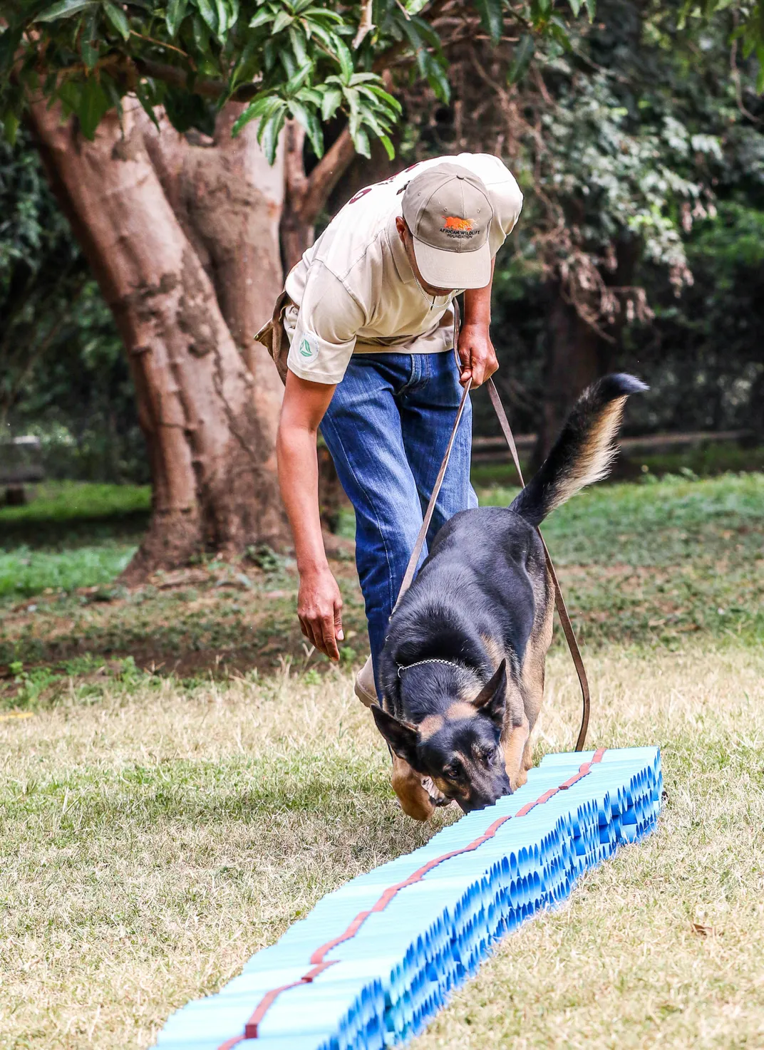 canines for conservation dog and handler 3