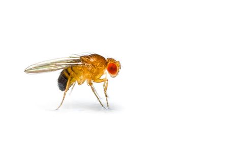 Common fruit flies are ideal for complex genetic screens because of their short lifespan, relatively small genome and low cost.