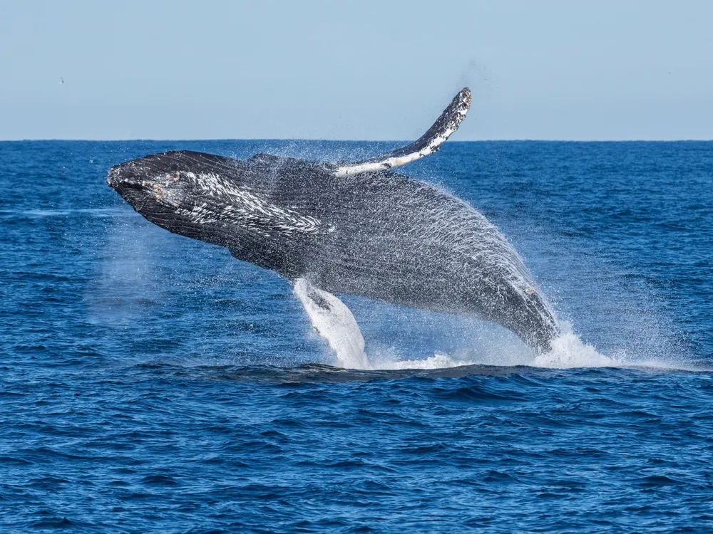 A humpback whale breaches the surface of the ocean on a sunny day.