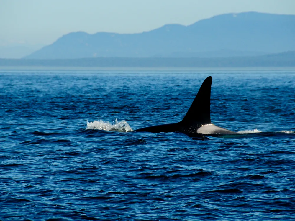 The fin of a killer whale pokes out of the ocean