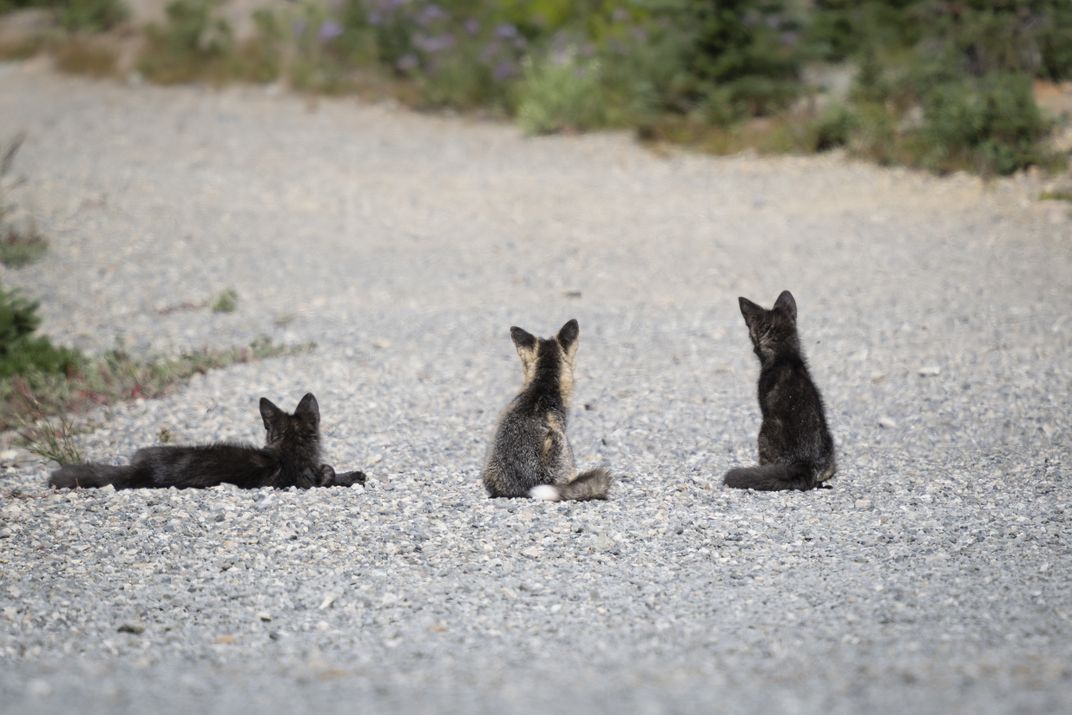 The kits wait for their parents to return with a meal delivery.