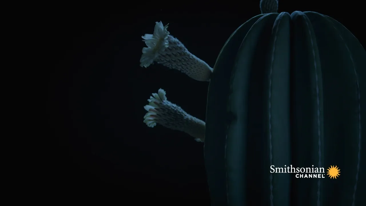 Preview thumbnail for This Cactus Opens Its Petals Only One Night a Year