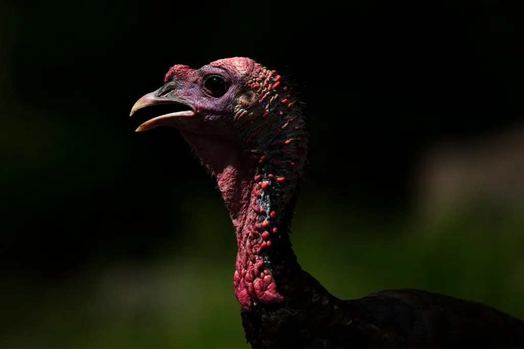 Turkey 2