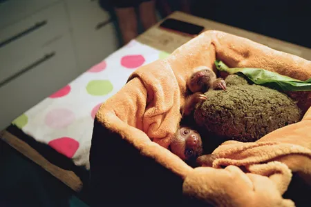 Hoffmann&rsquo;s two-toed sloth babies need round-theclock care. Once they&rsquo;re adults, they&rsquo;ll be microchipped and released back into the rainforest.