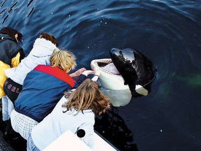 Petting Luna the killer whale