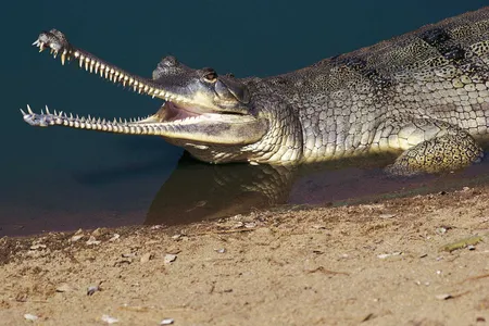 A gharial has the same skull shape as some extinct crocodiles. This skull shape has likely evolved three different times during the history of crocodiles.