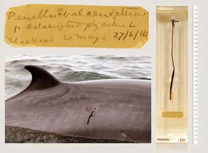 A Pennella balaenopterae specimen collected in 1914. Photo: King's College London Museum