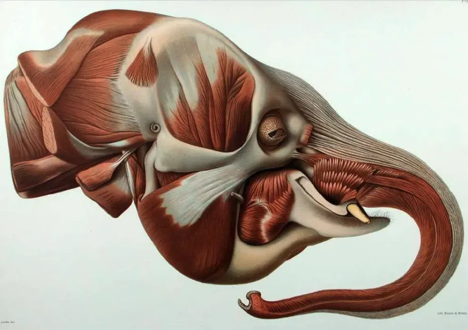 1908 m. dramblio anatomijos piešinys