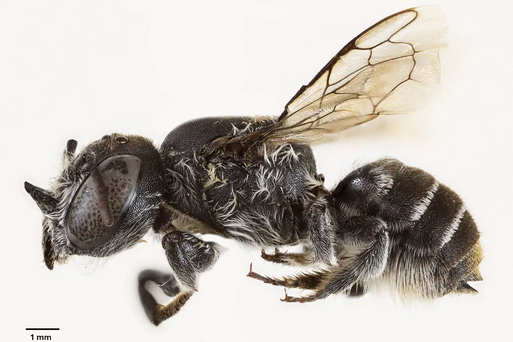 close-up of a bee with horns