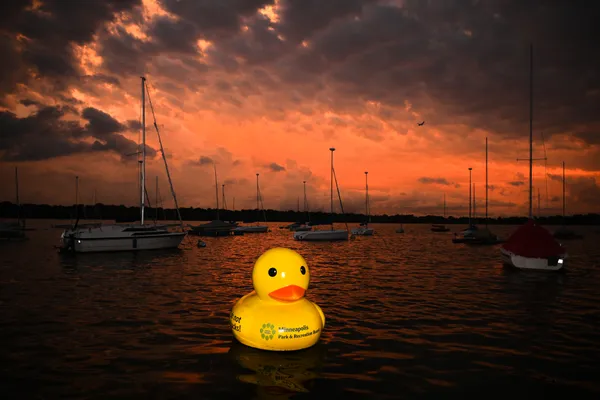 Duck at Sunset thumbnail