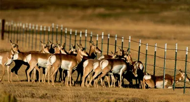 Small but cherished, the Grand Teton herd faces a growing number of man-made obstacles&mdash;including more than 100 fences (this one near Pinedale, WY) thrown up along the migration route that it has followed for millennia.