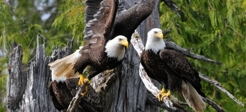  Bald eagles 