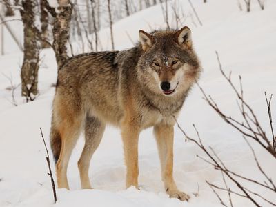 A Eurasian wolf pictured at the Polar Zoo in Bardu, Norway.