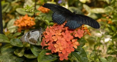 Visit the Butterfly Pavilion at the Natural History Museum