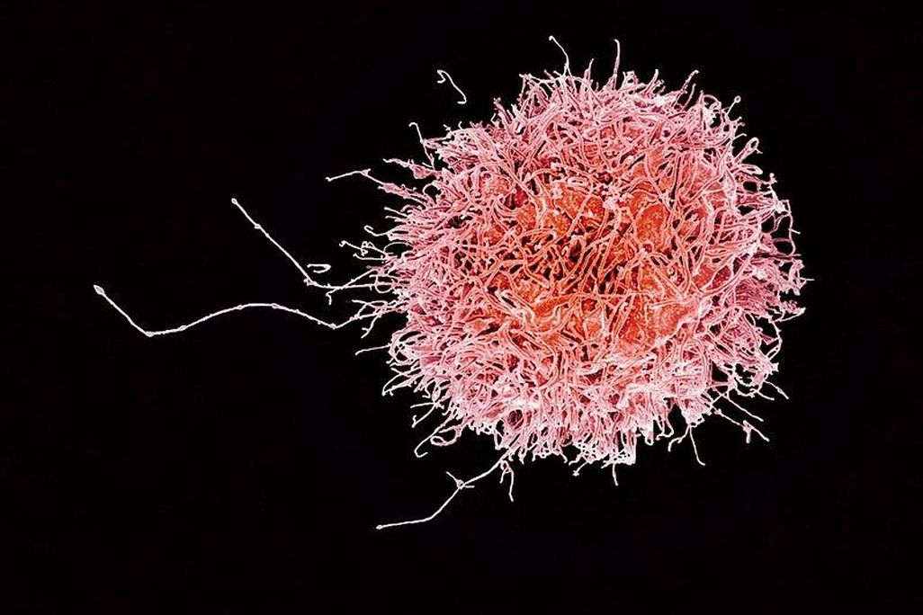 Immune Cell