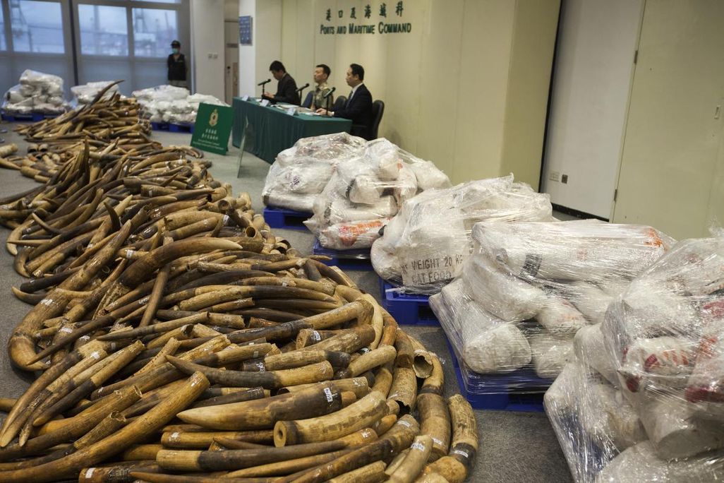 Poached Ivory