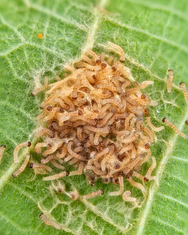 Silken Shelter thumbnail