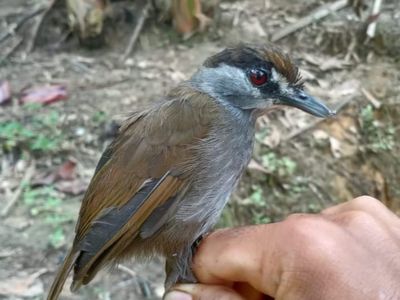 Muhammad Suranto and Muhammad Rizky Fauzan captured a black-browed babbler in October 2020, took photos of it for identification, and released it safely.