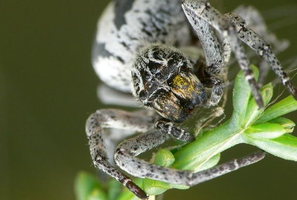 A Stegodyphus lineatus spider clutches a stem while facing the camera. 