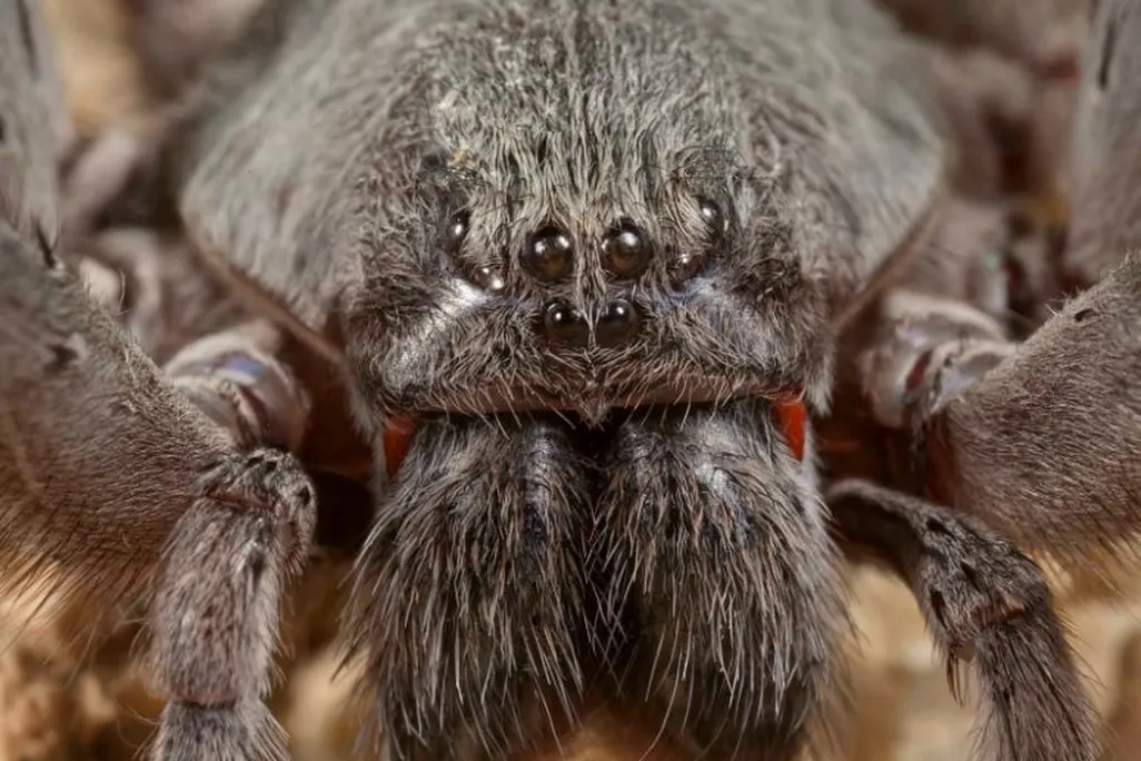 Califorctenus cacachilensis