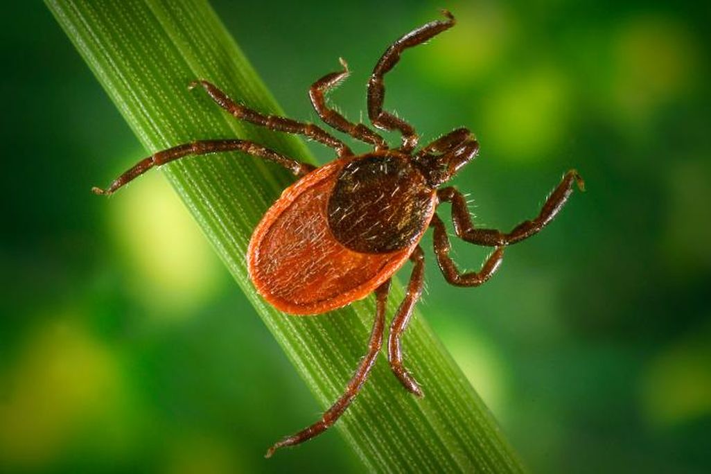 A close-up image of a female blacklegged tick. It's abdomen is red and black, and it has eight spider-like legs. It stands on a plant stem.