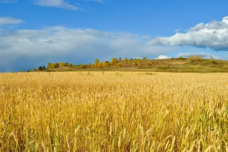 Humans overwhelmingly rely on only a few crops like wheat, making our food supplies vulnerable to climate change