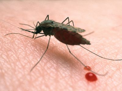 An Anopheles mosquito, the blood-sucking culprit that delivers malaria. 