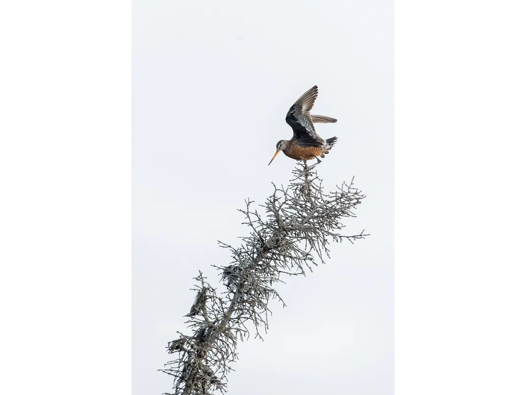 godwit mother perches atop a spruce tree