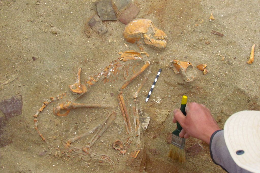 Monkey skeleton