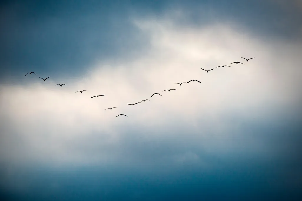 Flying birds