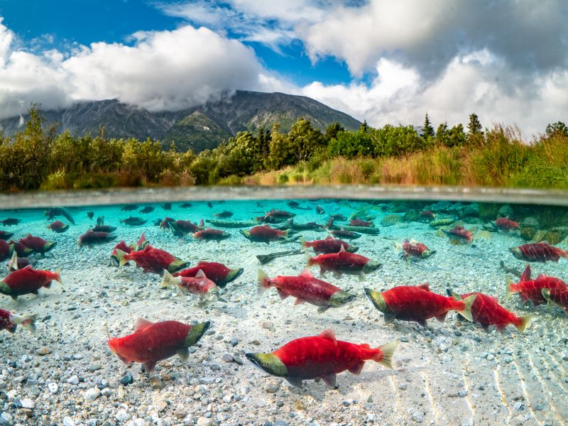 Sockeye salmon spawning in a pond Smithsonian Photo Contest