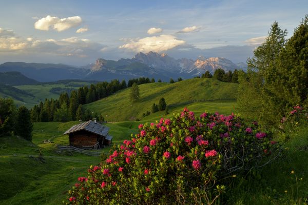 Azalea blossom in the South Tyrolean Dolomites thumbnail