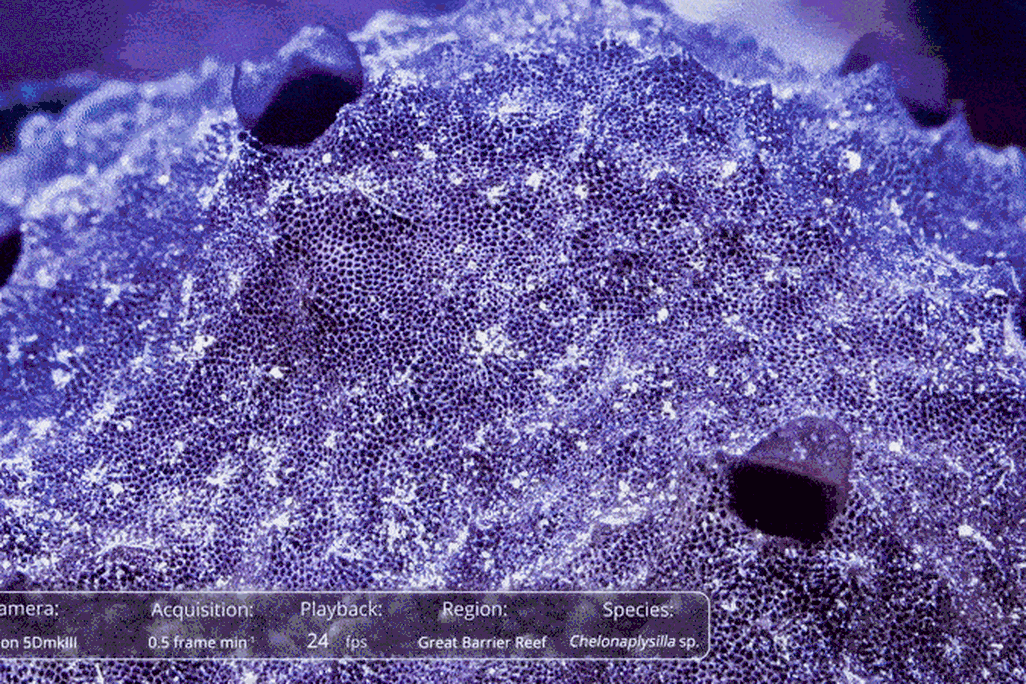 Purple sponge with mucus