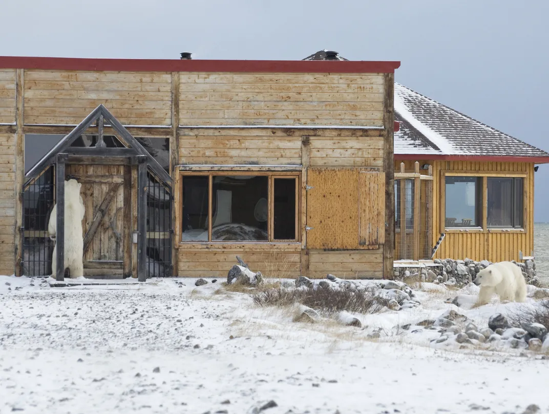 polar bears look to enter a building
