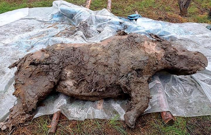 Horizontal image of the woolly rhino's full body