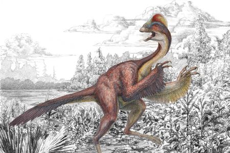 An illustration of the large, feathered Anzu wyliei depicts several striking anatomical features—its long tail, feathered arms, toothless beak and a tall crest on the top of its skull. 