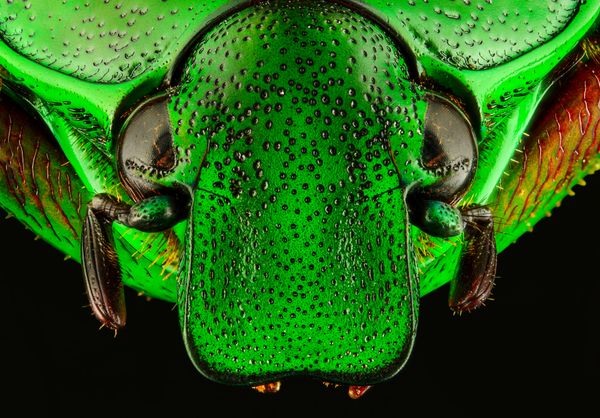 Verdant Jewel thumbnail