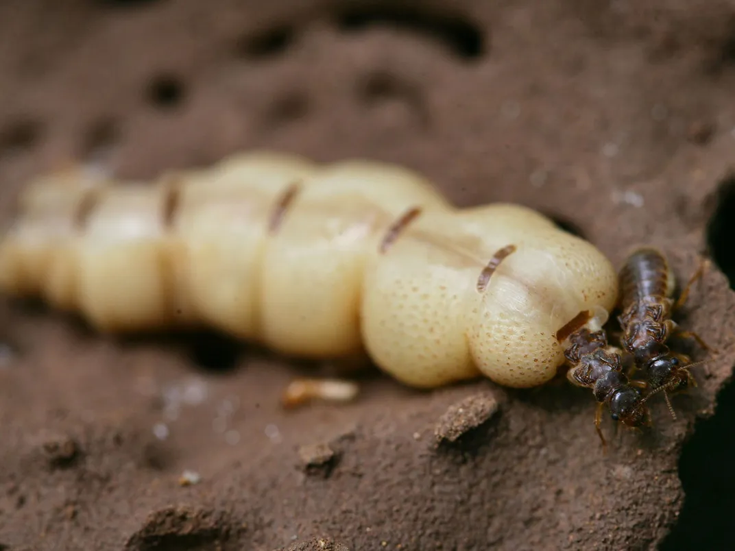 Termite Queen