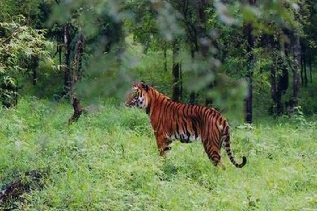 A tiger in the Bhadra Wildlife Sanctuary in India